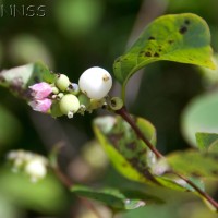 Snowberry